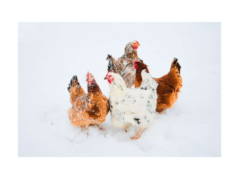 The Emergency Chicken