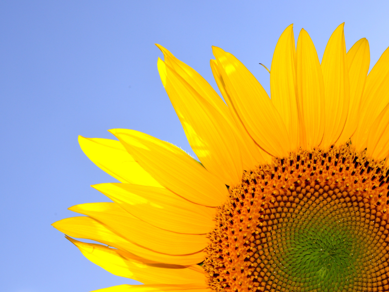 Winning at Life. A sunflower next to an Emergency Chicken.
